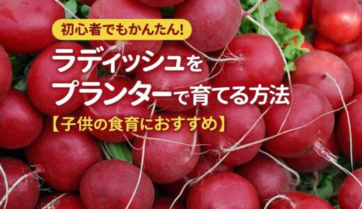 初心者でも簡単！ラディッシュをプランターで育てる方法【子供の食育に最適】