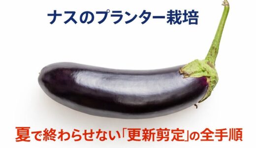 ナスのプランター栽培｜夏で終わらせない「更新剪定」の全手順