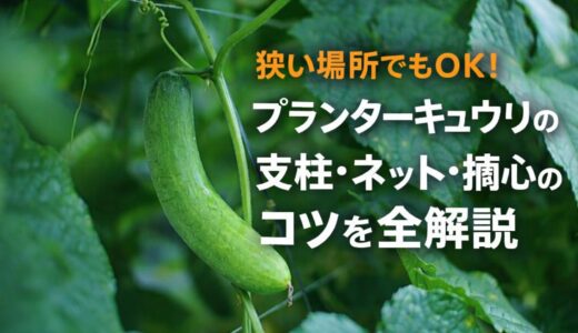 狭い場所でもOK！プランターキュウリの支柱・ネット・摘心のコツを全解説