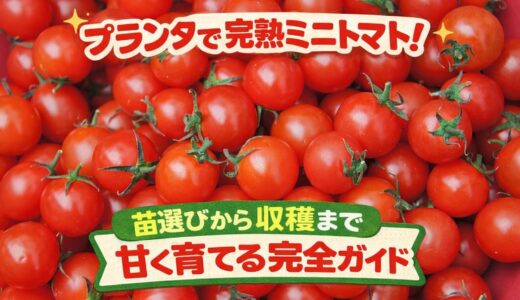 プランターで完熟ミニトマト！苗選びから収穫まで甘く育てる完全ガイド
