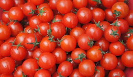 プランターで完熟ミニトマト！苗選びから収穫まで甘く育てる完全ガイド