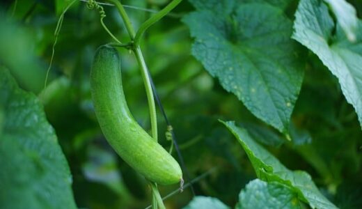 狭い場所でもOK！プランターキュウリの支柱・ネット・摘心のコツを全解説