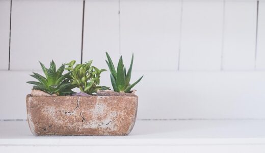 まだ見た目で選んでる？ベランダ菜園で野菜が育つプランターの選び方