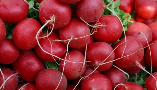 初心者でも簡単！ラディッシュをプランターで育てる方法【子供の食育に最適】