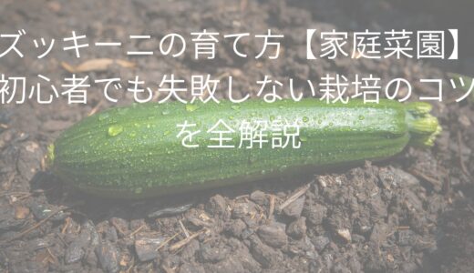 ズッキーニの育て方【家庭菜園】初心者でも失敗しない栽培のコツを全解説